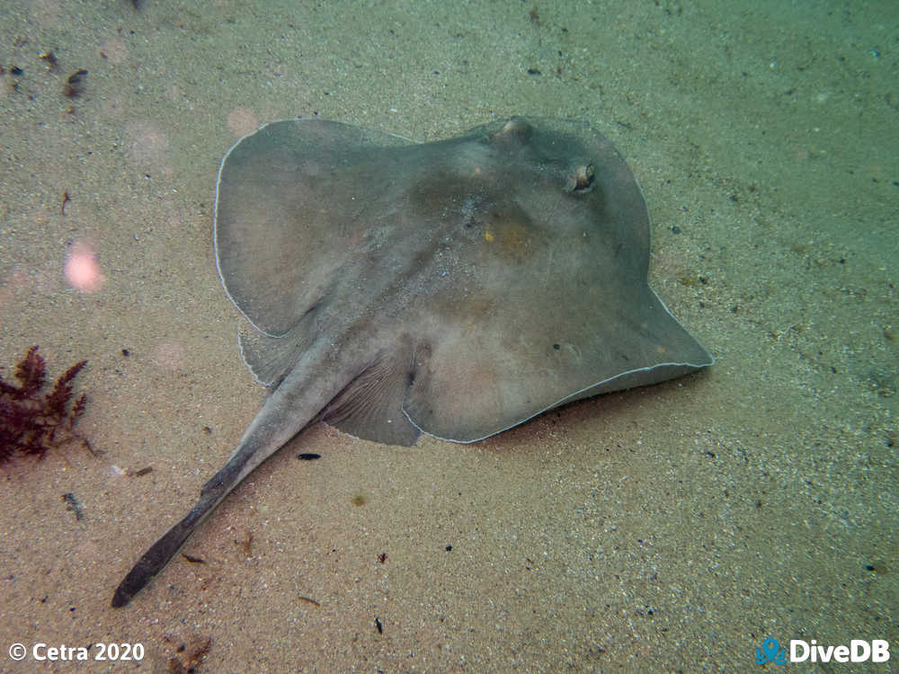 Photo of Stingray at Port Noarlunga Jetty. 