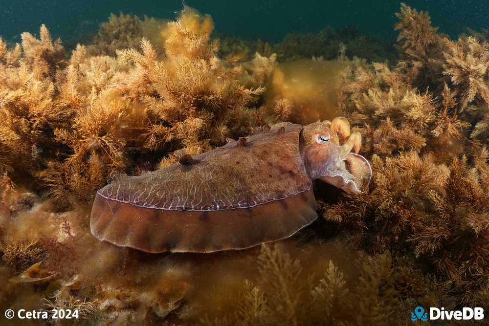 Photo at Whyalla Cuttlefish. 