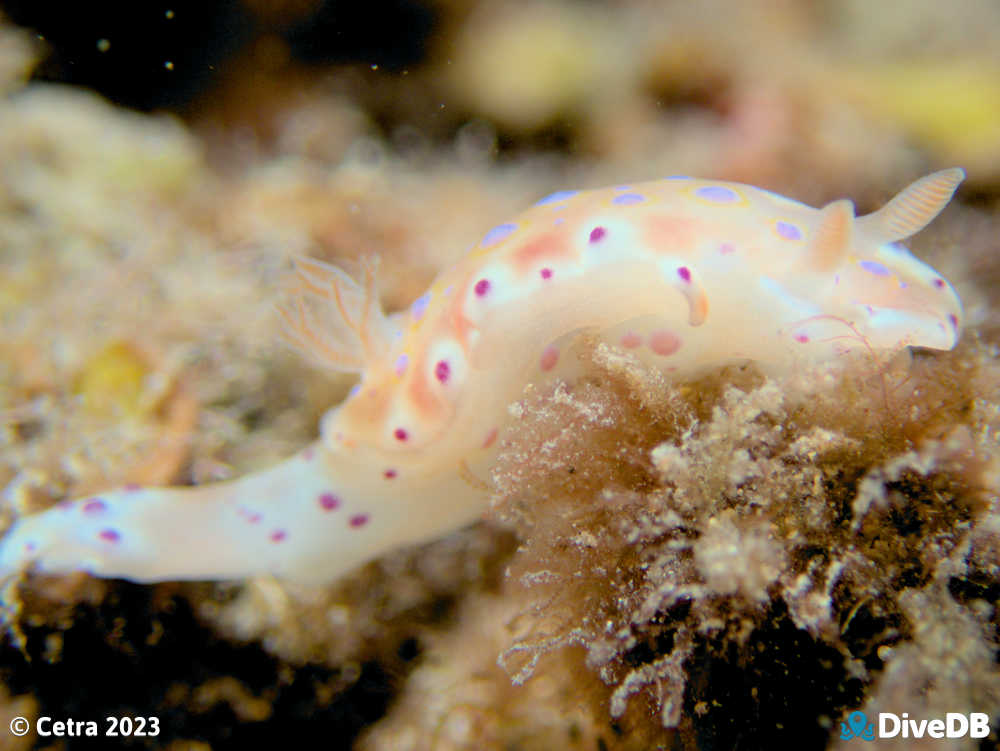 Photo of Short-tailed Sea Slug at Port Victoria Jetty. 