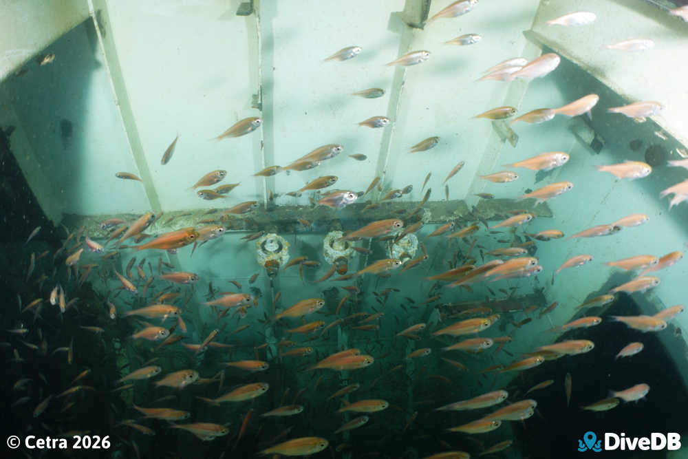 Photo at MV Andrew Wilson. 