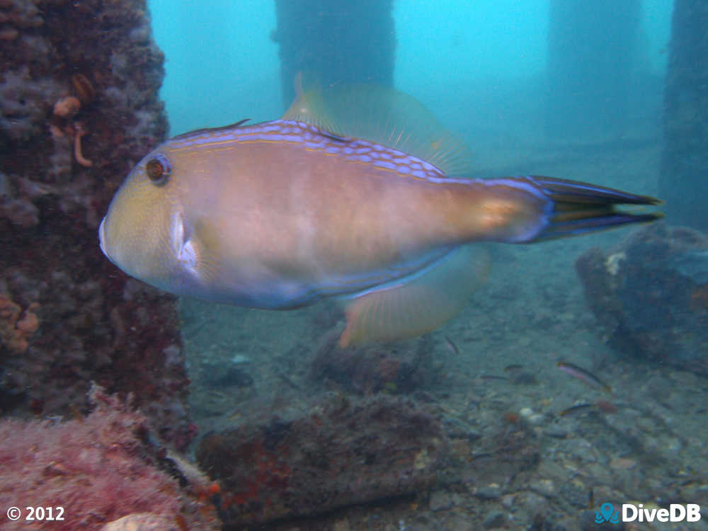 Photo of Sixspine Leatherjacket. 