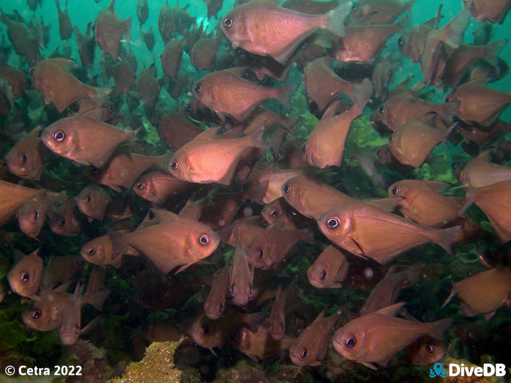 Photo at Seacliff Reef. 