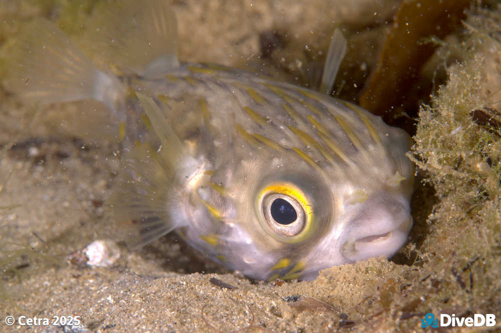 Photo at Port Noarlunga Jetty. 