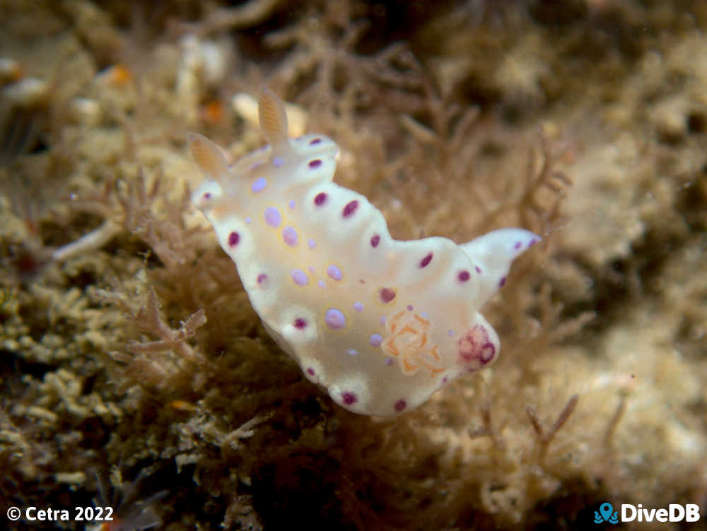 Photo of Short-tailed Sea Slug at Port Noarlunga Jetty. 