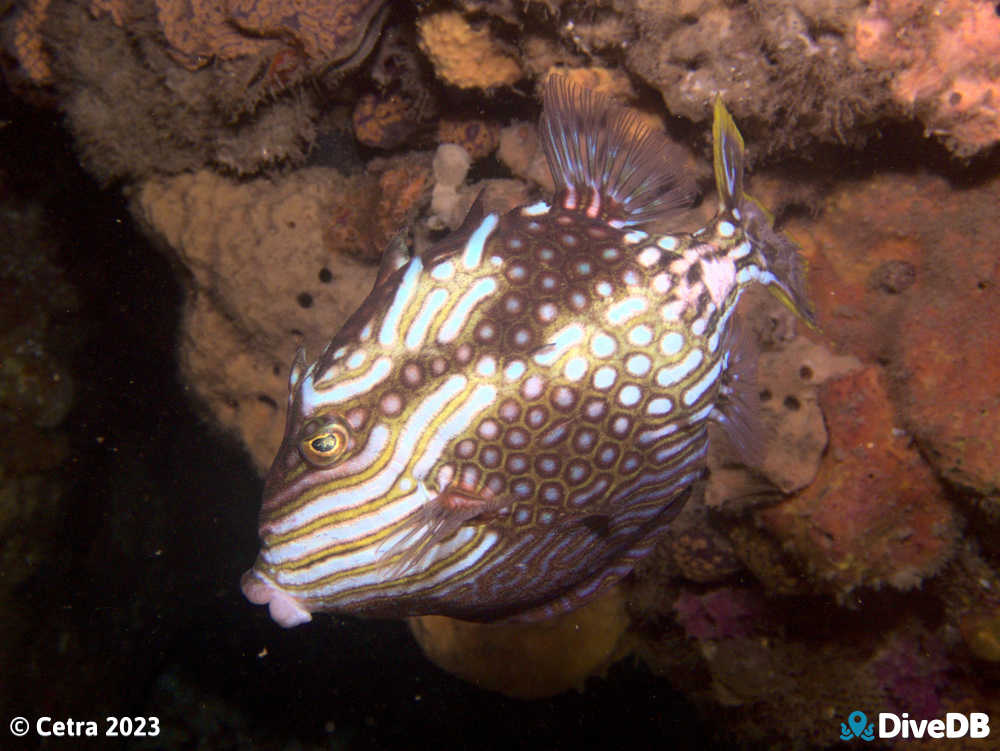 Photo of Ornate Cowfish at Glenelg Dredge. 