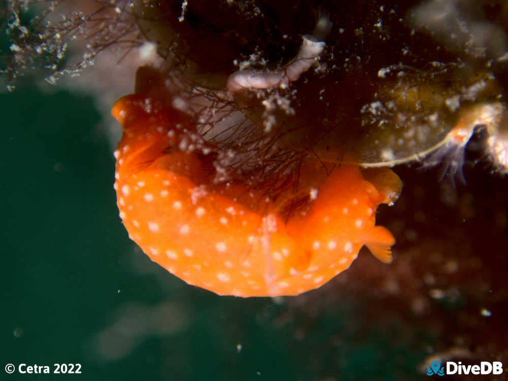 Photo of Fanta at Port Noarlunga Jetty. 
