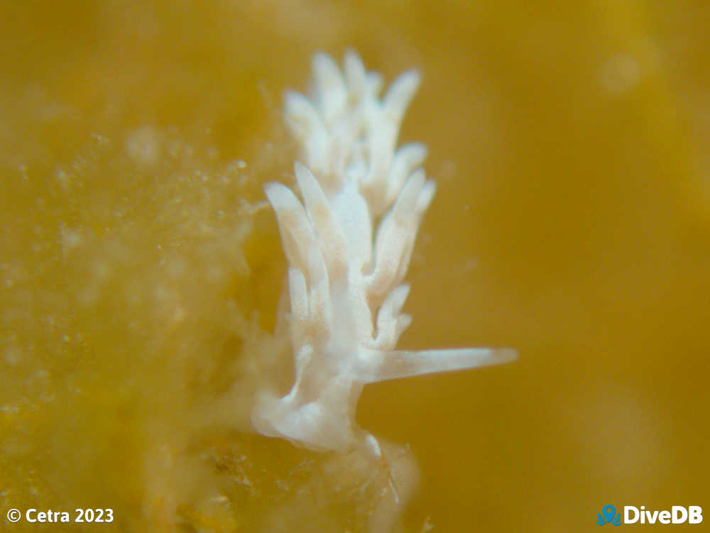 Photo of Tularia bractea at Port Noarlunga Jetty. 