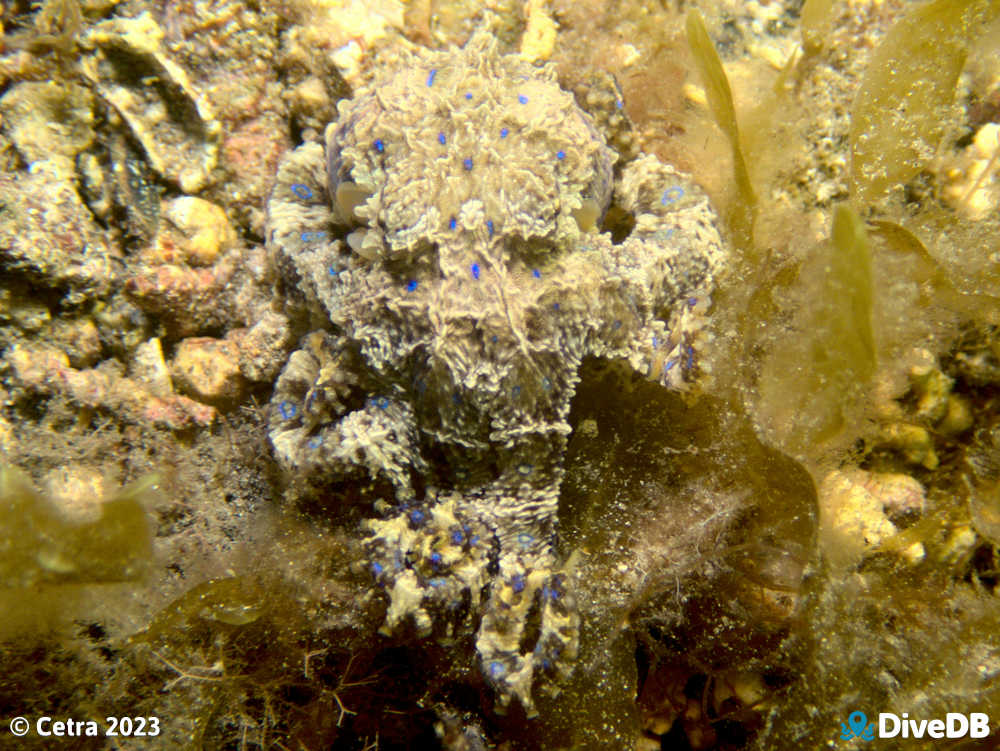 Photo of Blue Ring at Port Hughes Jetty. 