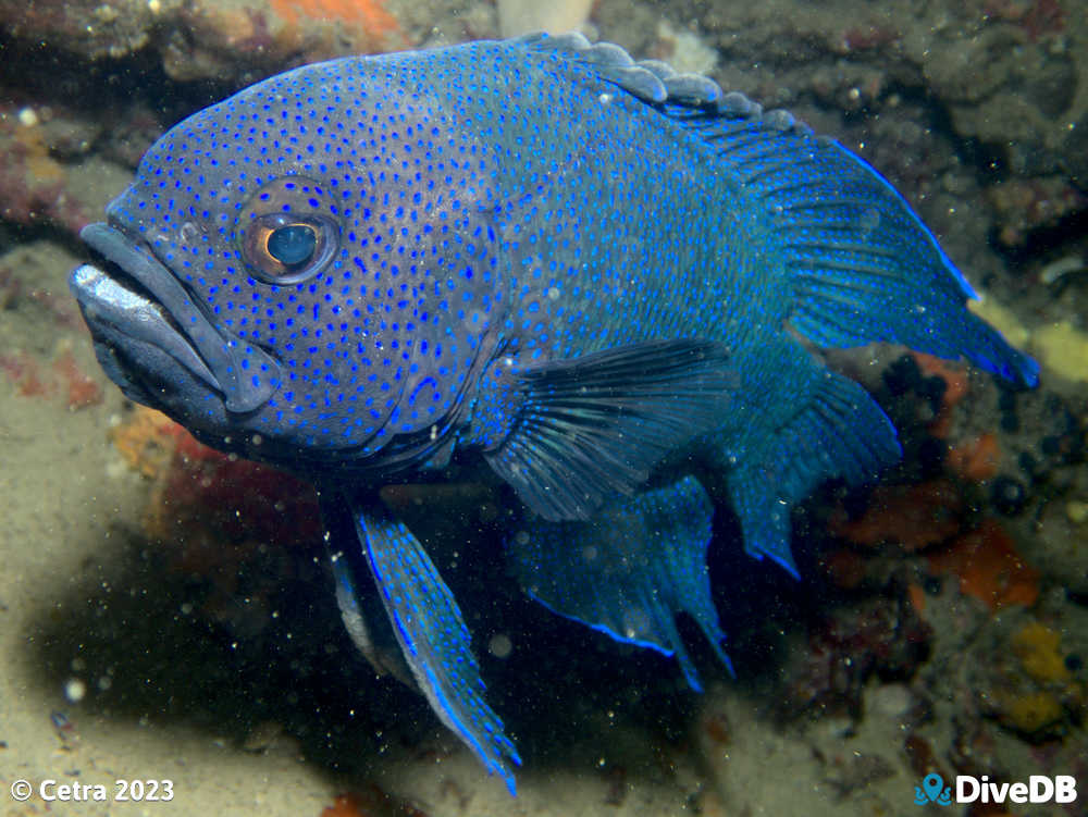 Photo of Southern Blue Devil at Aldinga Pinnacles. 