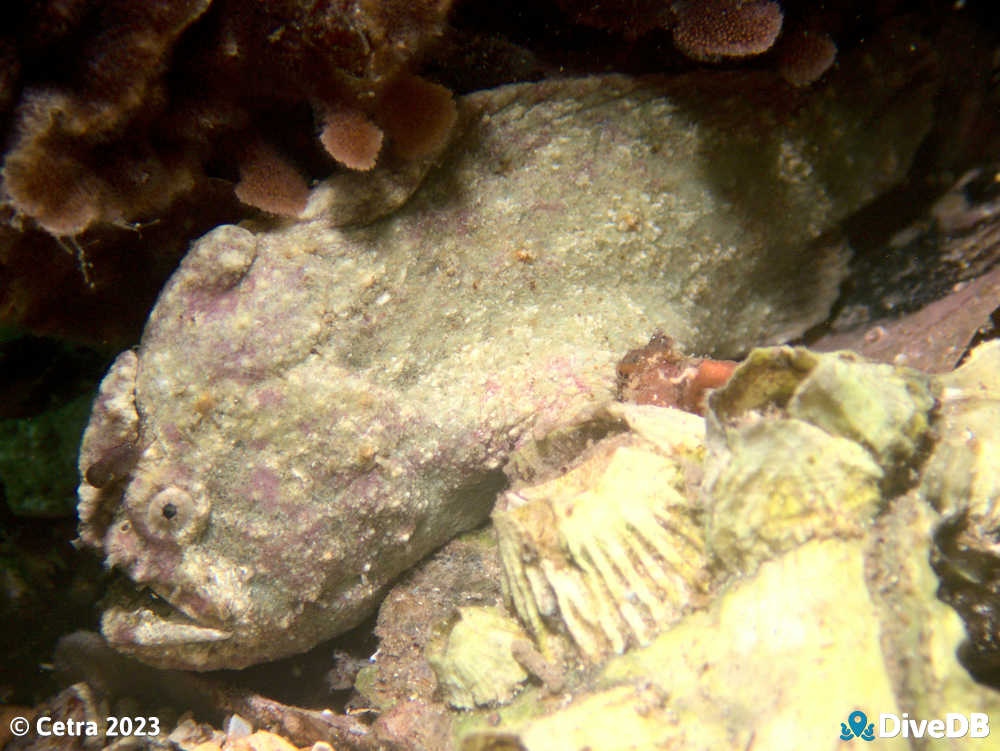 Photo of Angler Fish at Port Hughes Jetty. 