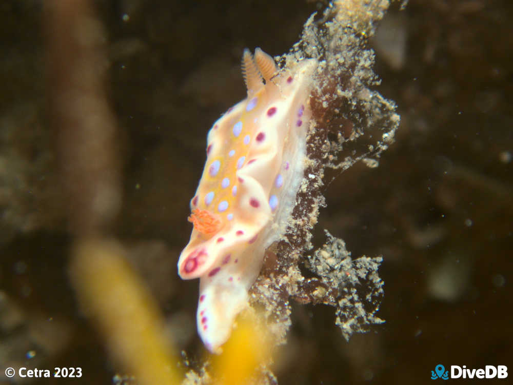 Photo of Short-tailed Sea Slug at Ardrossan Jetty. 