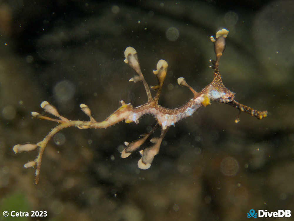 Photo of Weedy Seadragon at Port Victoria Jetty. 