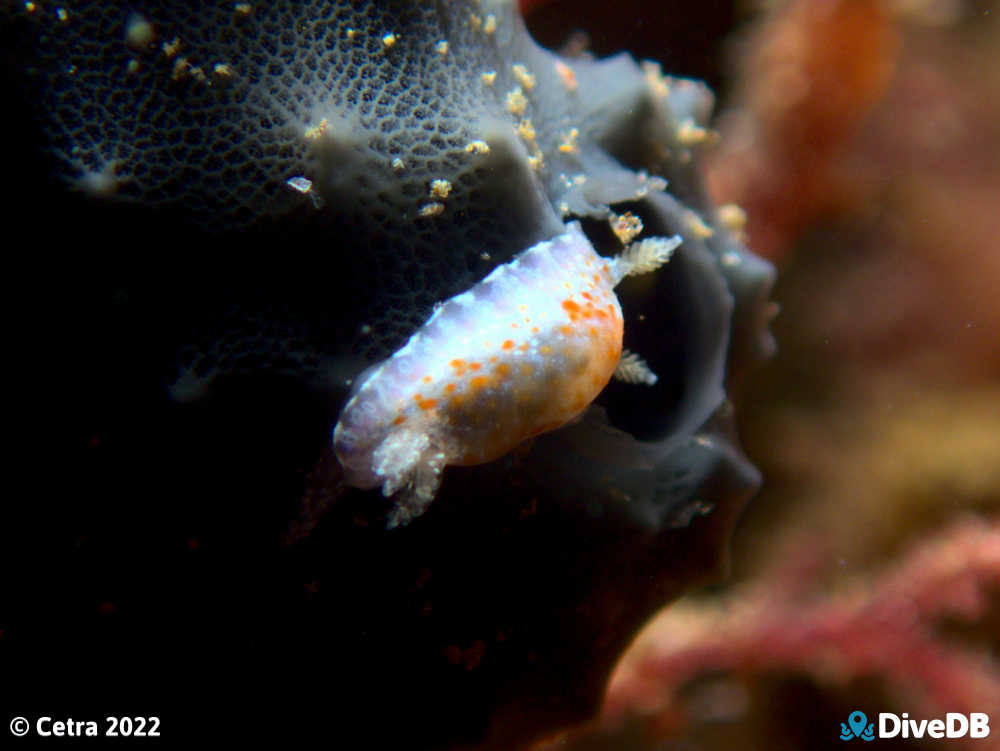 Photo of Chromodoris alternata at Port Noarlunga Jetty. 