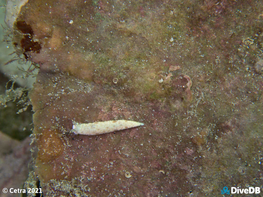 Photo of Dermatobranchus sp. at Wallaroo Jetty. 