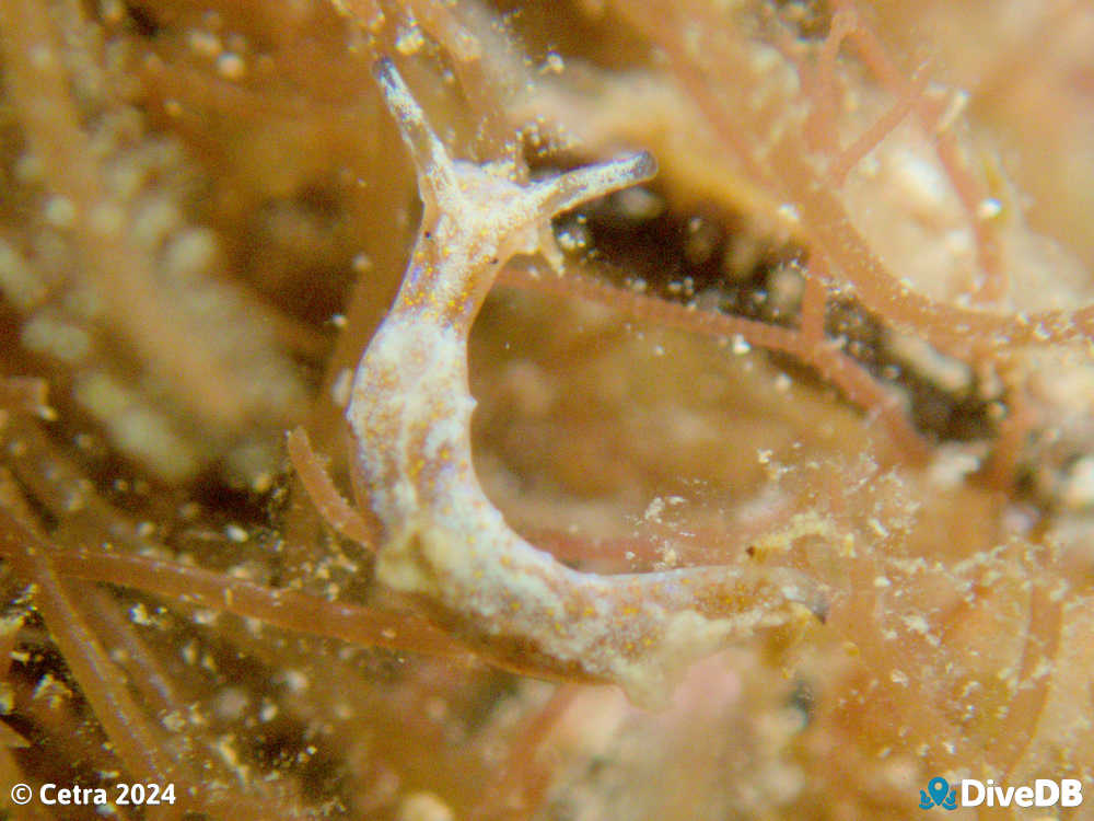 Photo of Disco Slug at Port Noarlunga Jetty. 