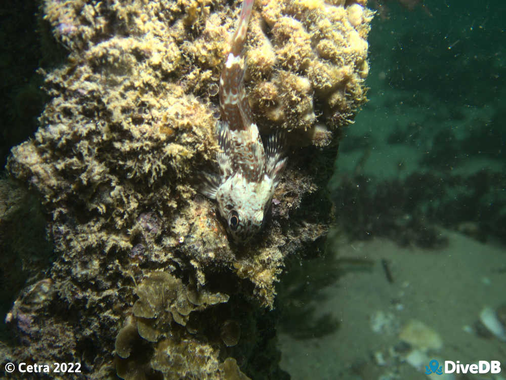 Photo at Port Noarlunga Jetty. 
