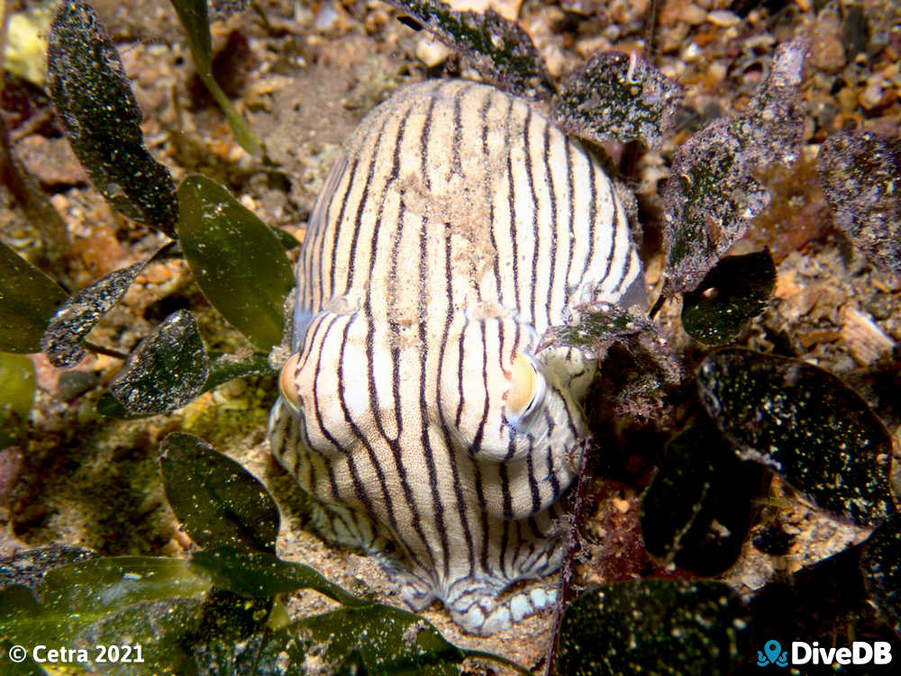 Photo of Pyjama Squid at Edithburgh Jetty. 