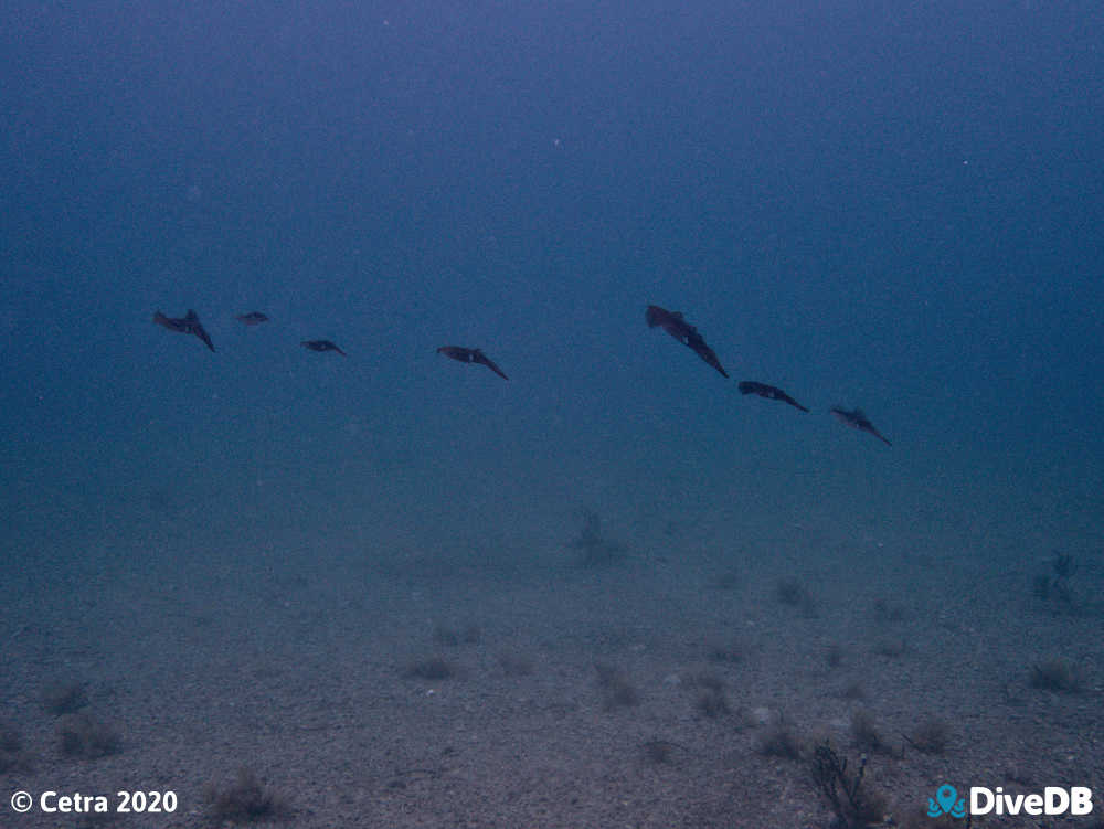 Photo of Squid at Rapid Bay. 