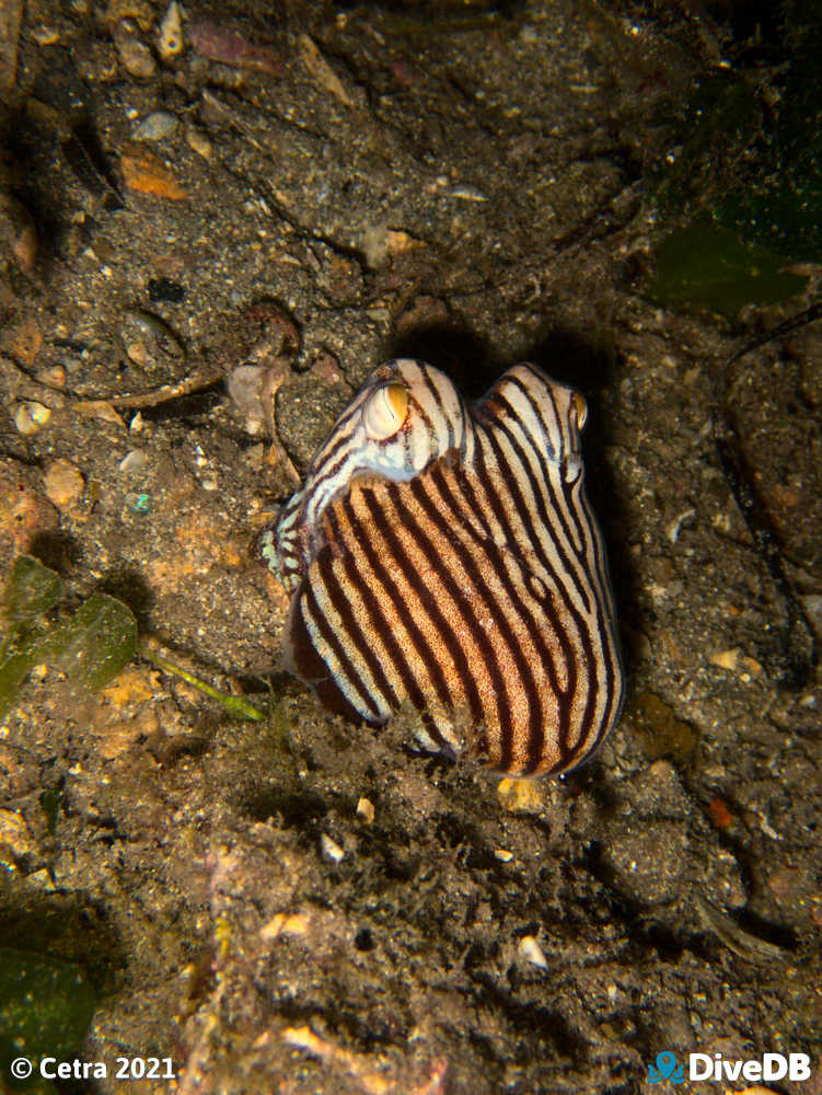 Photo of Pyjama Squid at Edithburgh Jetty. 