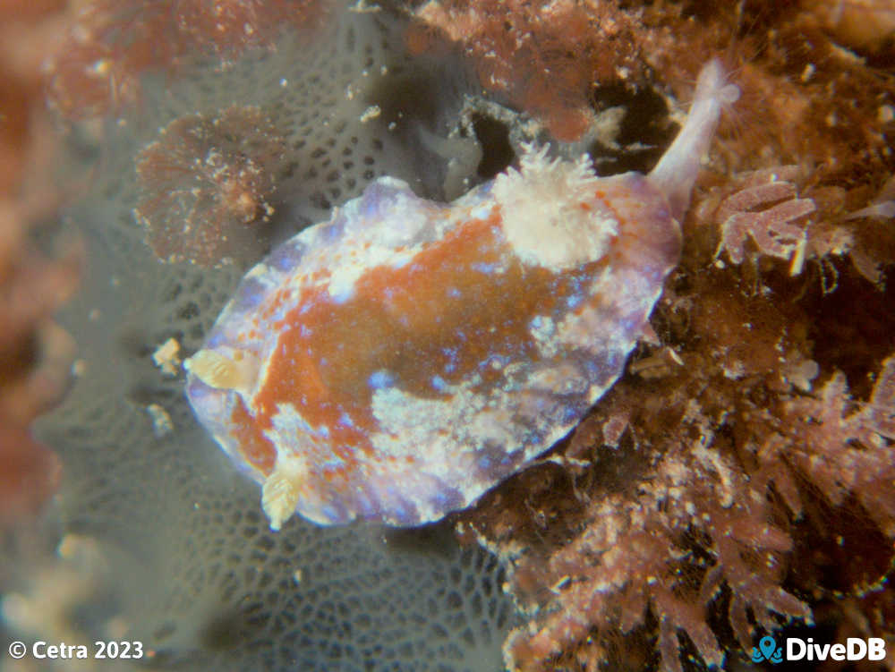 Photo of Chromodoris alternata at Port Noarlunga Jetty. 