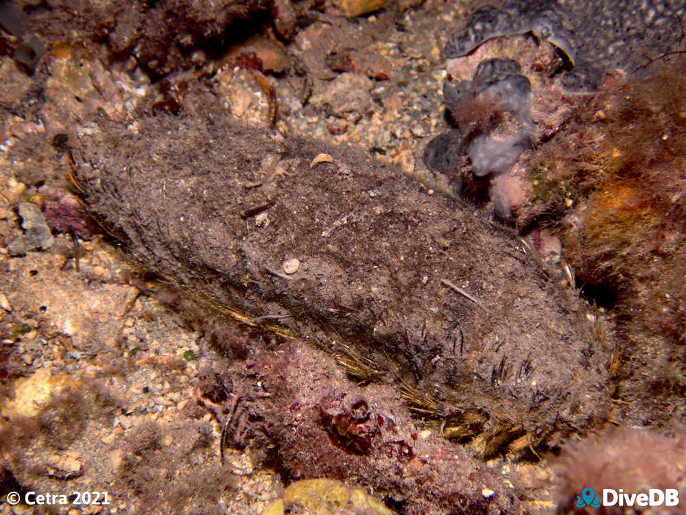 Photo of Sea Mouse at Edithburgh Jetty. 