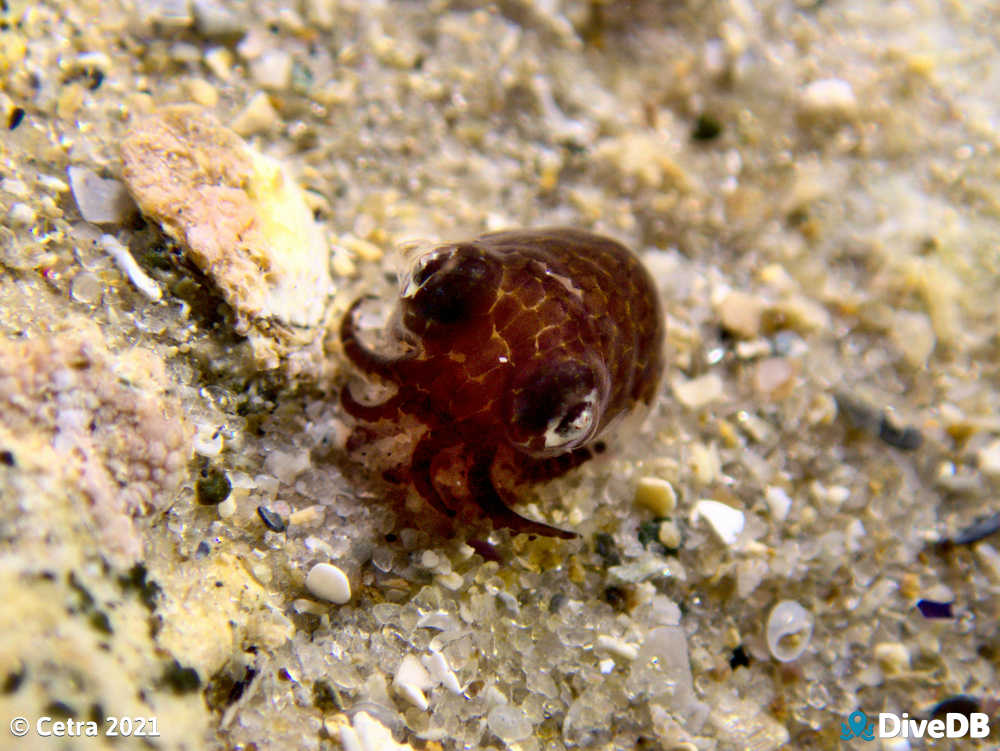 Photo of Bobtail Squid at Port Noarlunga Jetty. 