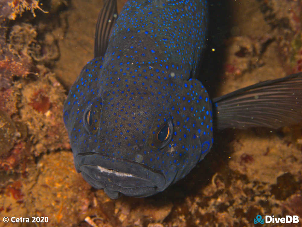 Photo of Southern Blue Devil at Rapid Bay. 