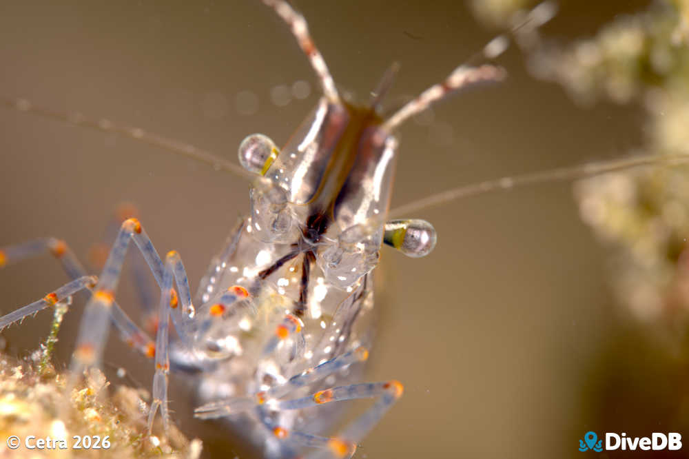 Photo at Wallaroo Jetty. 