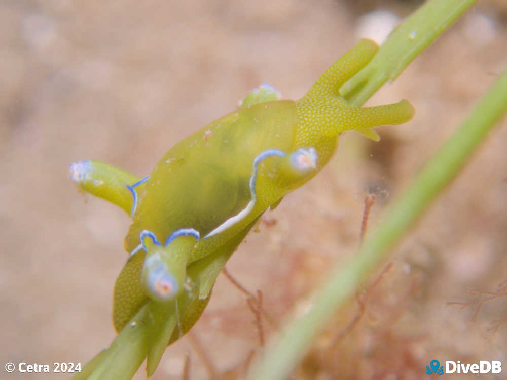 Photo of Flubber at Port Noarlunga Jetty. 