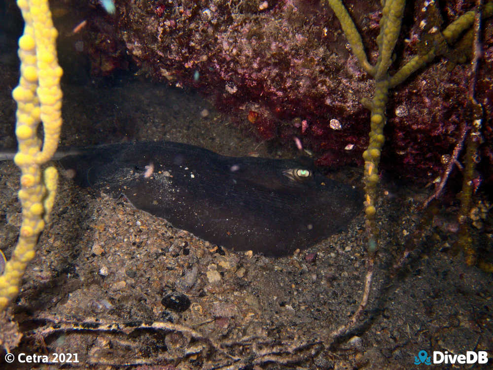 Photo of Stingray at Edithburgh Jetty. 