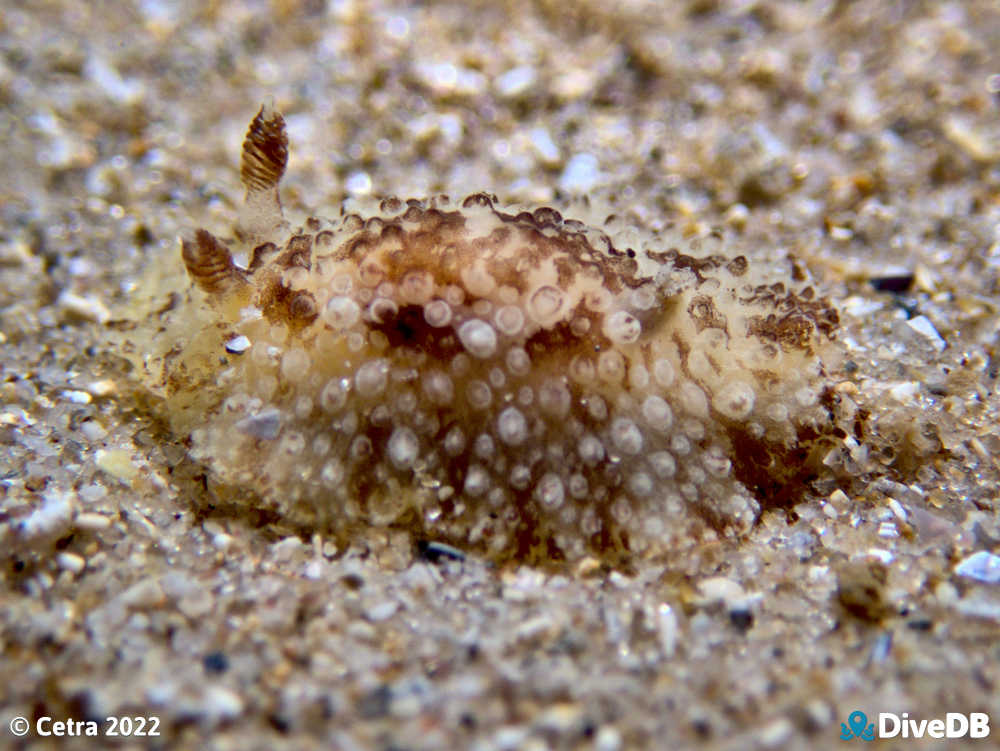 Photo of Carminodoris nodulosa at Port Noarlunga Jetty. 