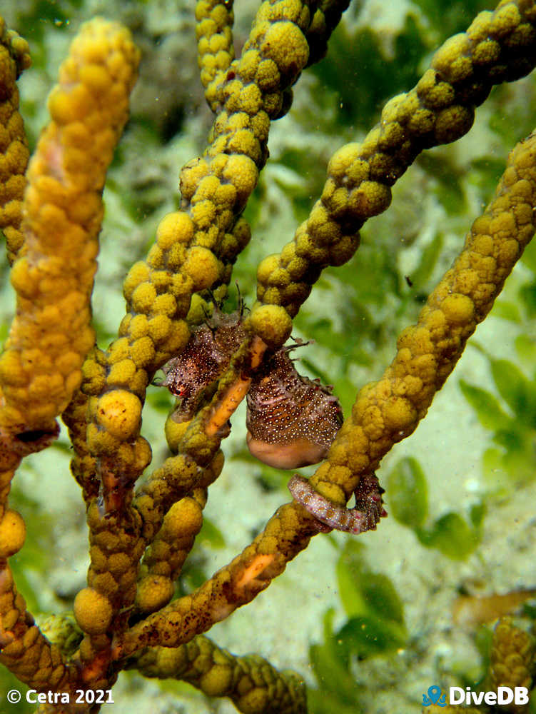 Photo of Shorthead Seahorse at Edithburgh Jetty. 