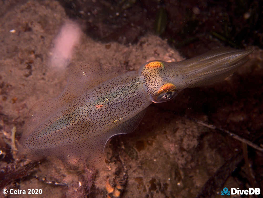 Photo of Squid at Edithburgh Jetty. 