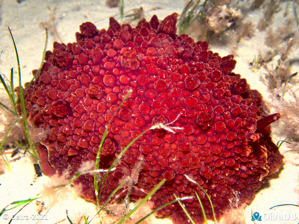 Photo of Hill's Side-Gill Slug at Port Noarlunga Jetty. 