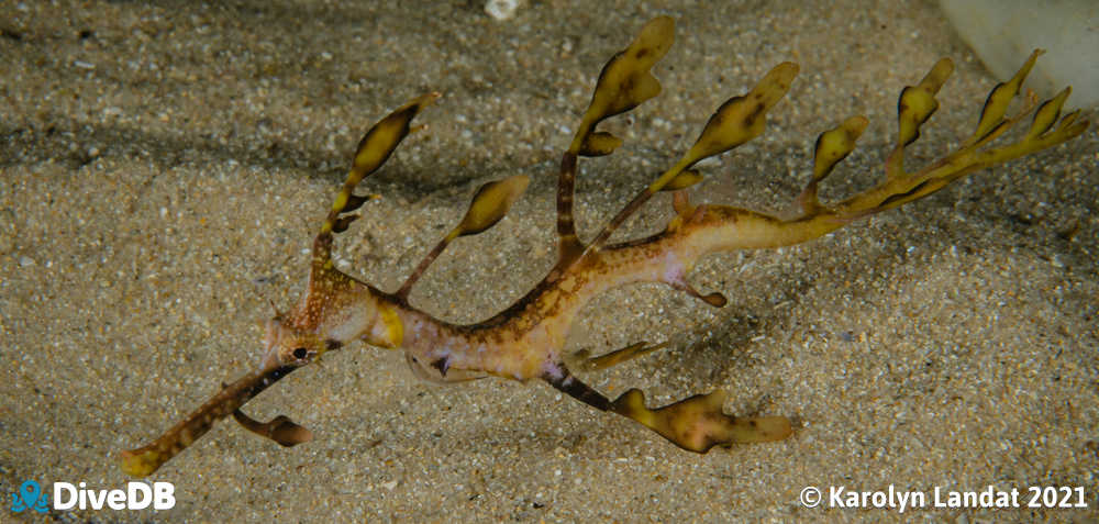 Photo of Weedy Seadragon at Port Noarlunga Jetty. 