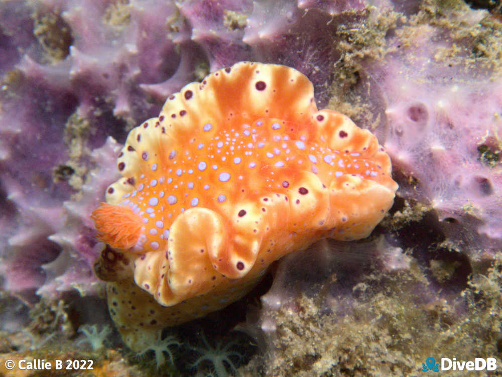 Photo of Short-tailed Sea Slug at Port Hughes Jetty. 