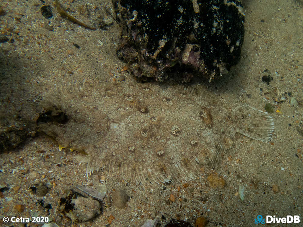 Photo of Flounder at Edithburgh Jetty. 