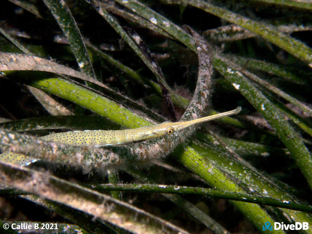 Photo of Spotted Pipefish at Port Hughes Jetty. 