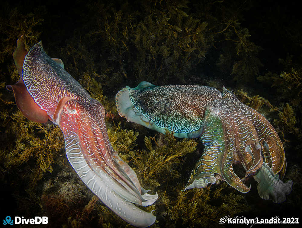 Photo at Whyalla Cuttlefish. 