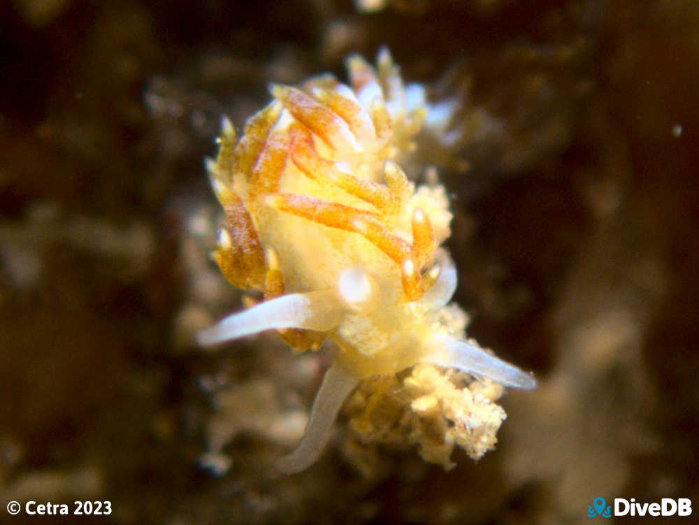 Photo of Tularia bractea at Port Noarlunga Jetty. 