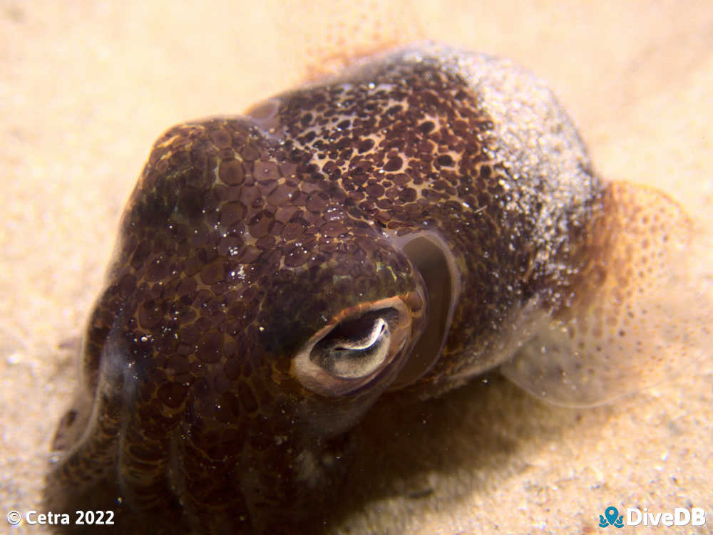 Photo of Bobtail Squid at Port Noarlunga Jetty. 