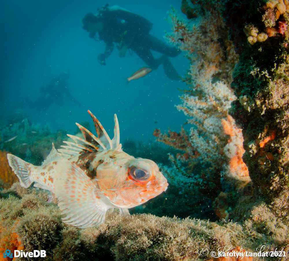 Photo of Gulf Gurnard Perch at Claris. 