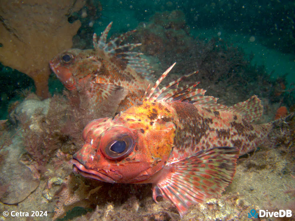 Photo of Gulf Gurnard Perch. 
