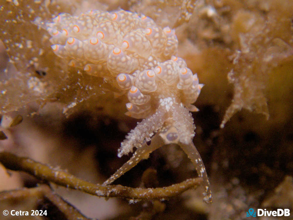Photo of Beolidia australis at Port Noarlunga Jetty. 