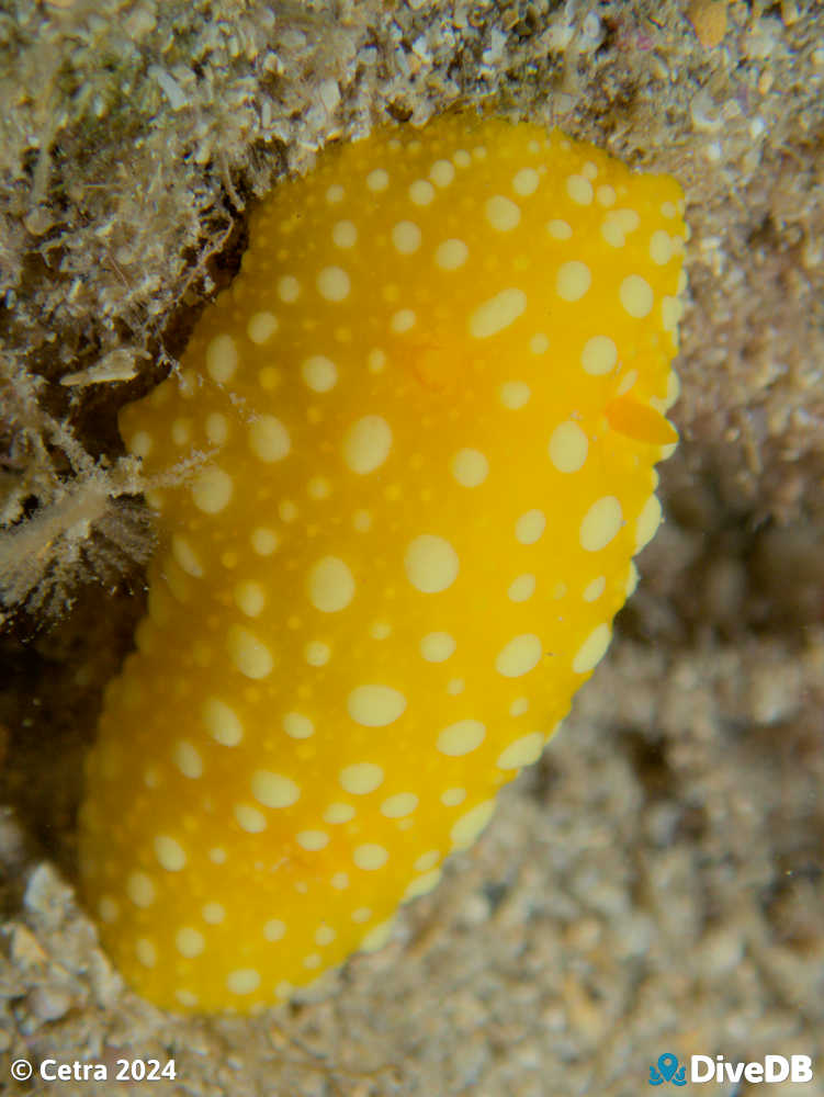 Photo of Fanta at Glenelg Tyre Reef. 