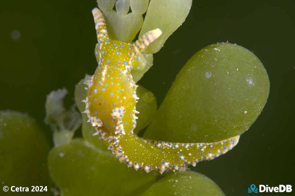 Photo of Dinosaur Nudi at Edithburgh Jetty. 