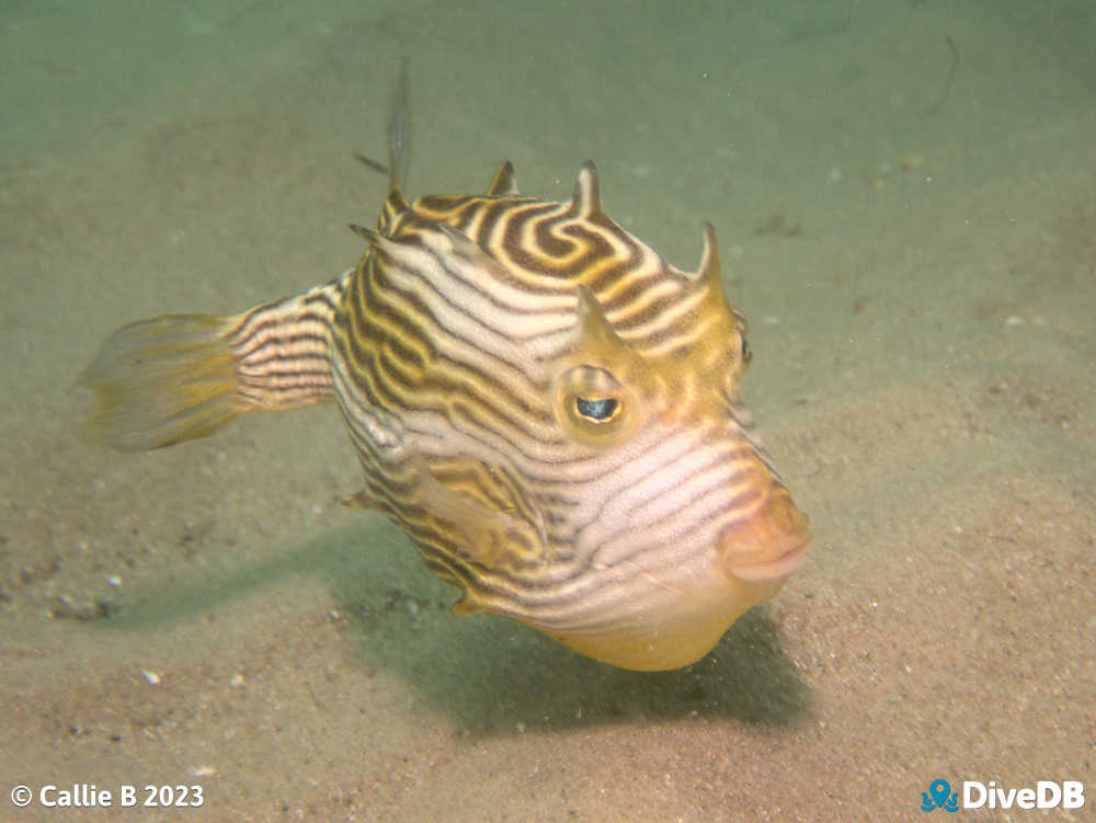 Photo of Ornate Cowfish at Port Noarlunga Jetty. 