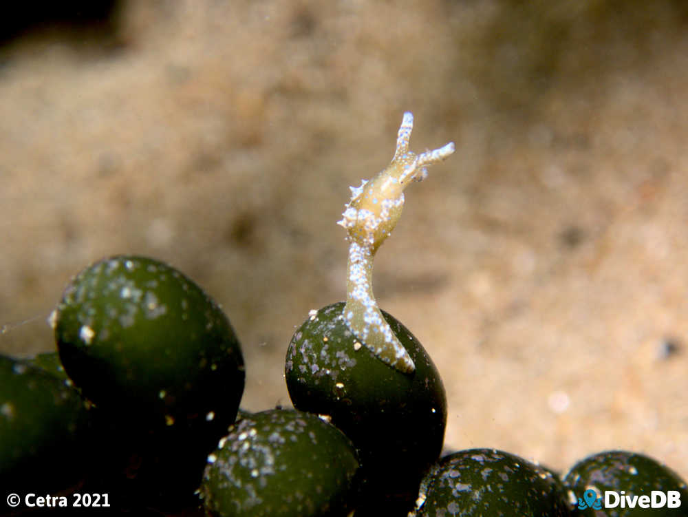 Photo of Dinosaur Nudi at Edithburgh Jetty. 