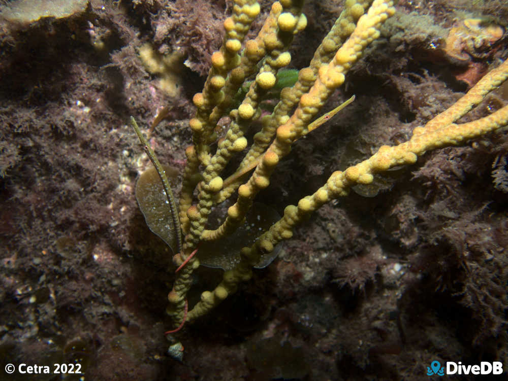 Photo of Gulf Pipefish at Port Victoria Jetty. 