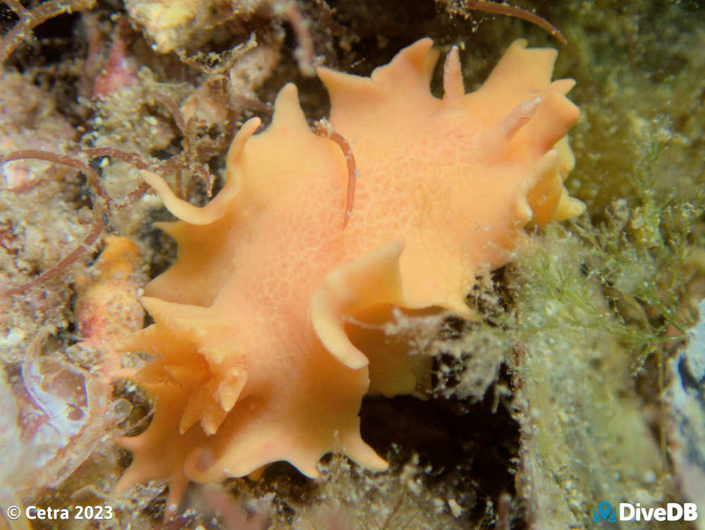 Photo of Verconia verconis at Port Hughes Jetty. 